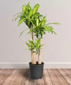 Fast Growing Trees Floor Plants 'Dracaena' Corn Plant 12 Fast Growing Trees Floor Plants 'Dracaena' Corn Plant