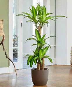 Fast Growing Trees Floor Plants 'Dracaena' Corn Plant