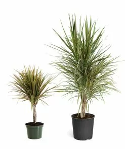 Fast Growing Trees Air Purifying House Plants Dracaena Bi-Color Braided Plant 15 Fast Growing Trees Air Purifying House Plants Dracaena Bi-Color Braided Plant
