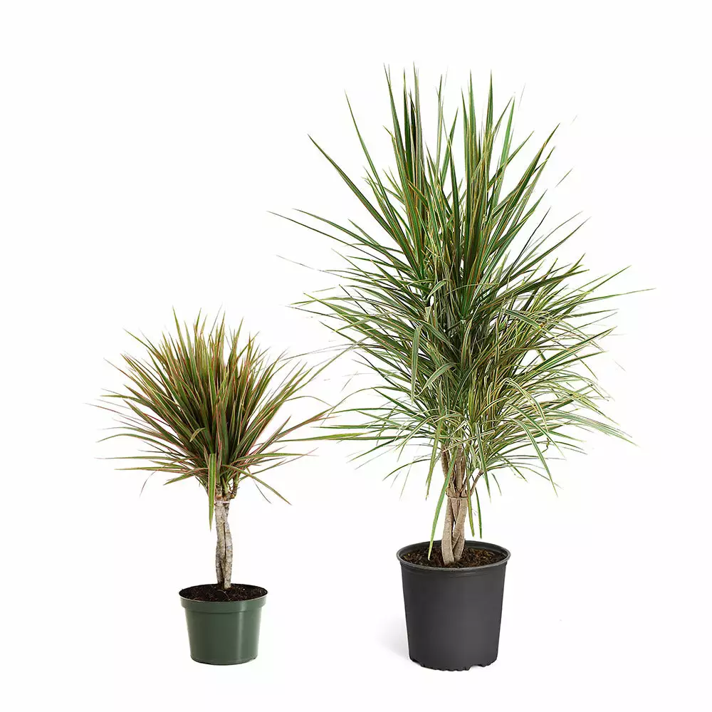 Fast Growing Trees Air Purifying House Plants Dracaena Bi-Color Braided Plant 6 Fast Growing Trees Air Purifying House Plants Dracaena Bi-Color Braided Plant