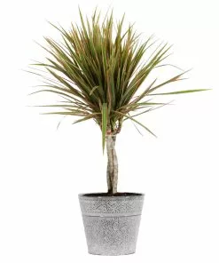 Fast Growing Trees Air Purifying House Plants Dracaena Bi-Color Braided Plant 16 Fast Growing Trees Air Purifying House Plants Dracaena Bi-Color Braided Plant