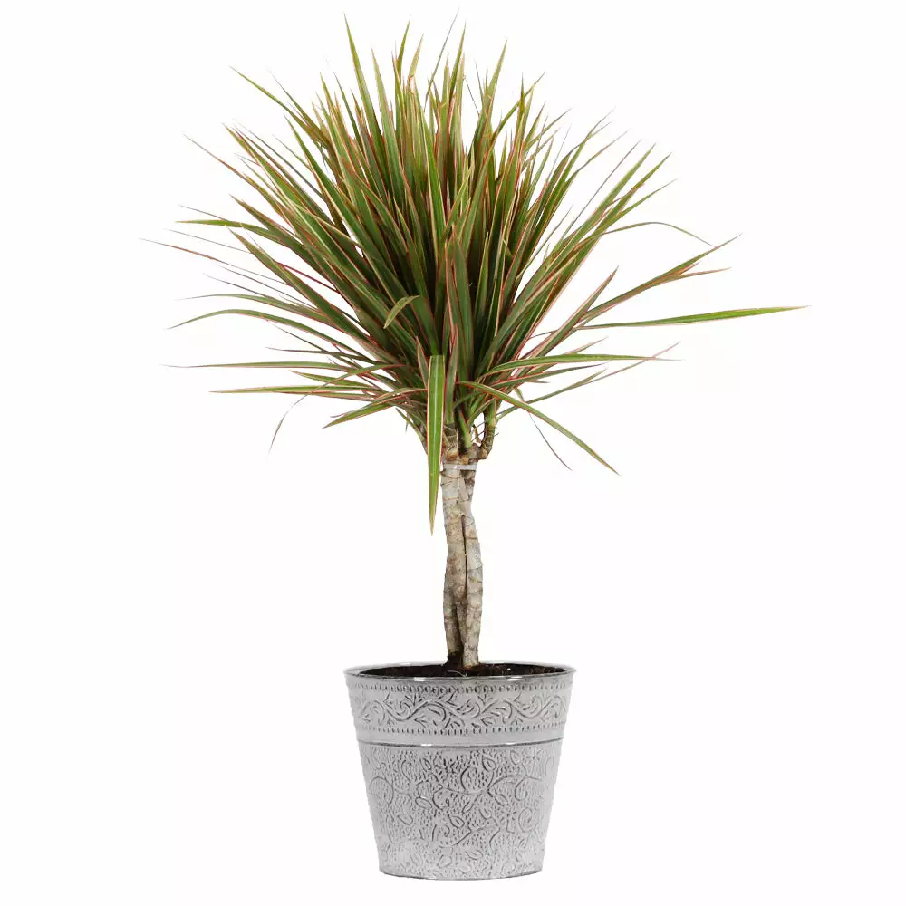 Fast Growing Trees Air Purifying House Plants Dracaena Bi-Color Braided Plant 7 Fast Growing Trees Air Purifying House Plants Dracaena Bi-Color Braided Plant