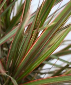 Fast Growing Trees Air Purifying House Plants Dracaena Bi-Color Braided Plant 14 Fast Growing Trees Air Purifying House Plants Dracaena Bi-Color Braided Plant