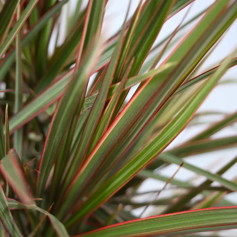 Fast Growing Trees Air Purifying House Plants Dracaena Bi-Color Braided Plant 5 Fast Growing Trees Air Purifying House Plants Dracaena Bi-Color Braided Plant