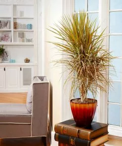 Fast Growing Trees Air Purifying House Plants Dracaena Bi-Color Braided Plant