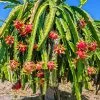 Fast Growing Trees See All Fruit Trees Dragon Fruit Cactus - USDA Organic 1 Fast Growing Trees See All Fruit Trees Dragon Fruit Cactus - USDA Organic