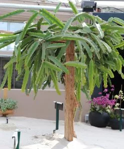 Fast Growing Trees Shop Indoor & Patio Fruit Dragon Fruit Cactus 15 Fast Growing Trees Shop Indoor & Patio Fruit Dragon Fruit Cactus
