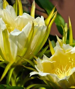 Fast Growing Trees Shop Indoor & Patio Fruit Dragon Fruit Cactus 13 Fast Growing Trees Shop Indoor & Patio Fruit Dragon Fruit Cactus