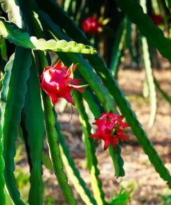 Fast Growing Trees Healthy Superfoods Kit