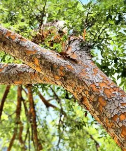 Fast Growing Trees Drake Chinese Elm Tree Elm Trees 8 Fast Growing Trees Drake Chinese Elm Tree Elm Trees