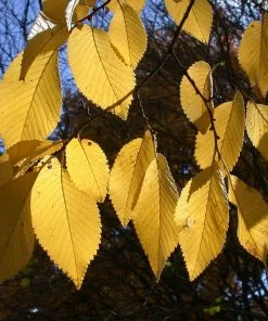 Fast Growing Trees Drake Chinese Elm Tree Elm Trees 9 Fast Growing Trees Drake Chinese Elm Tree Elm Trees