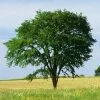 Fast Growing Trees Drake Chinese Elm Tree Elm Trees 1 Fast Growing Trees Drake Chinese Elm Tree Elm Trees