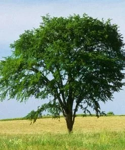 Fast Growing Trees Drake Chinese Elm Tree Elm Trees