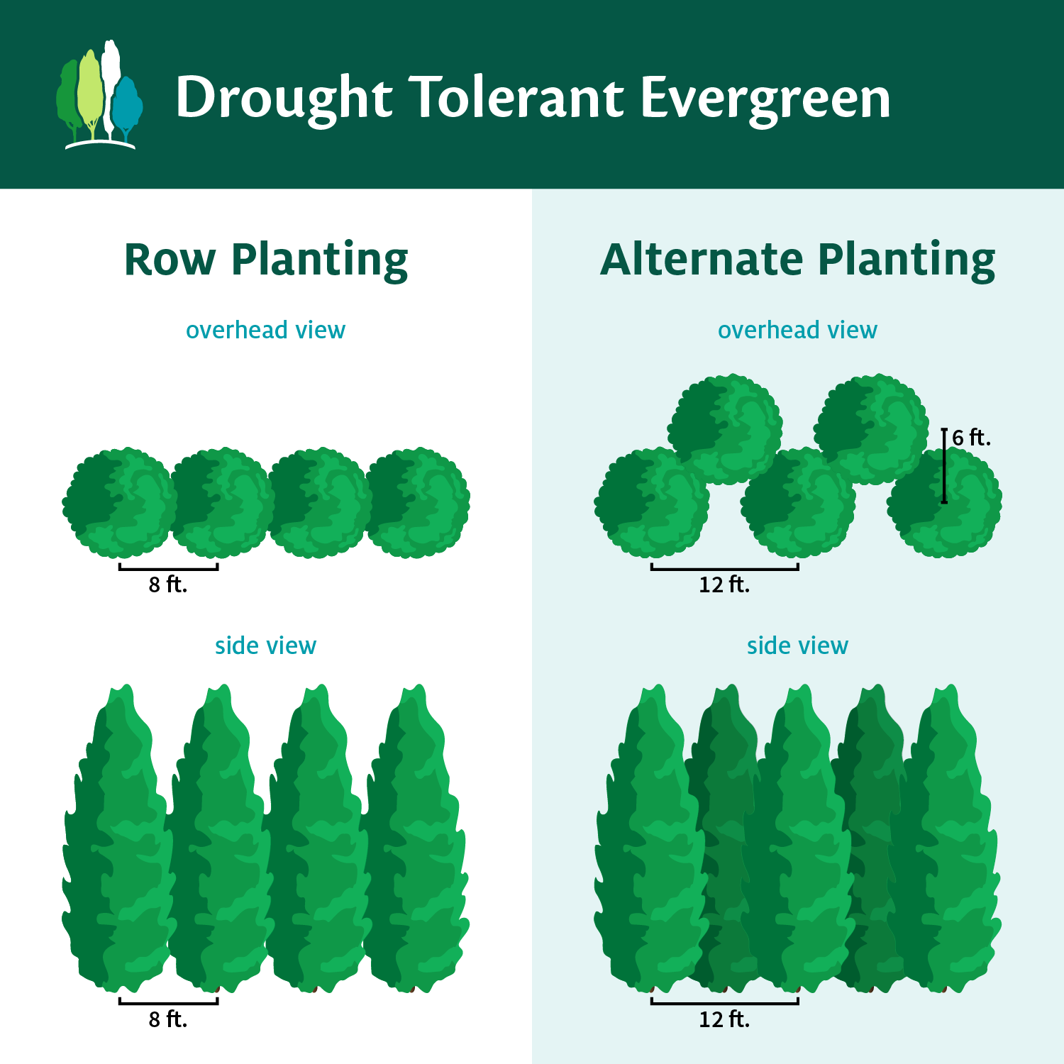Fast Growing Trees Drought-Tolerant Evergreen Tree 11 Fast Growing Trees Drought-Tolerant Evergreen Tree