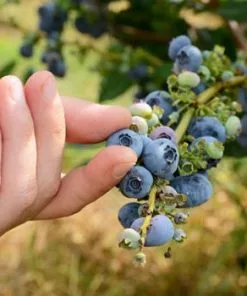 Fast Growing Trees Blueberry Bushes Duke Blueberry Bush