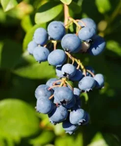 Fast Growing Trees Blueberry Bushes Duke Blueberry Bush