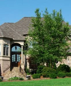 Fast Growing Trees Dura Heat® River Birch 8 Fast Growing Trees Dura Heat® River Birch