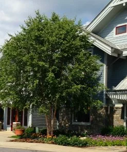 Fast Growing Trees Dura Heat® River Birch