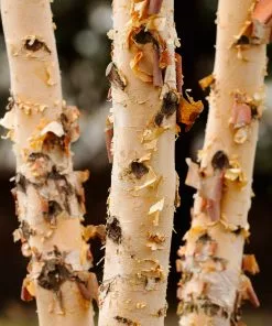 Fast Growing Trees Dura Heat® River Birch 9 Fast Growing Trees Dura Heat® River Birch