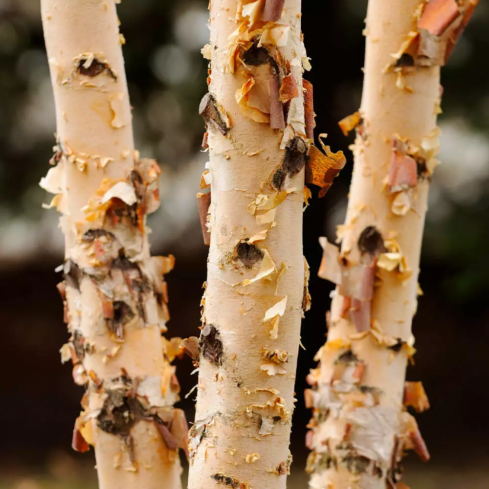 Fast Growing Trees Dura Heat® River Birch 6 Fast Growing Trees Dura Heat® River Birch