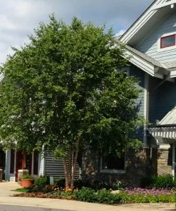 Fast Growing Trees Dura HeatĀ® River Birch