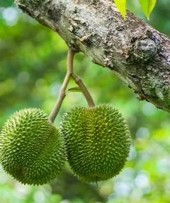 Fast Growing Trees Durian Fruit See All Fruit Trees