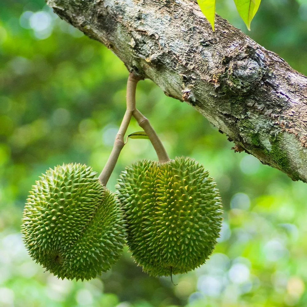 Fast Growing Trees Durian Fruit See All Fruit Trees 4 Fast Growing Trees Durian Fruit See All Fruit Trees