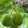 Fast Growing Trees Durian Fruit See All Fruit Trees 1 Fast Growing Trees Durian Fruit See All Fruit Trees