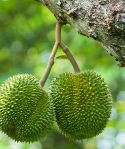 Fast Growing Trees Durian Fruit See All Fruit Trees