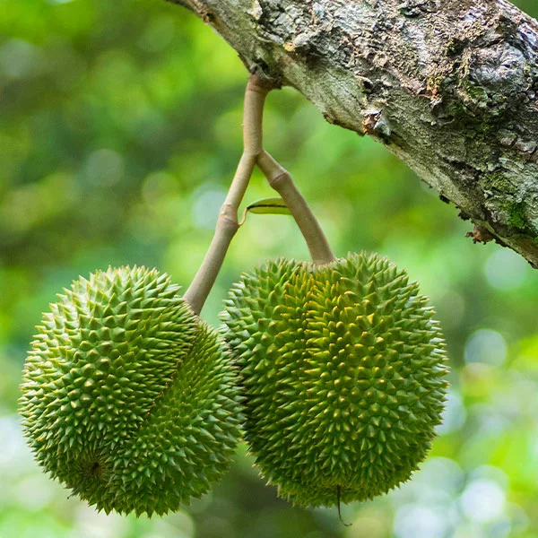 Fast Growing Trees Durian Fruit See All Fruit Trees 3 Fast Growing Trees Durian Fruit See All Fruit Trees