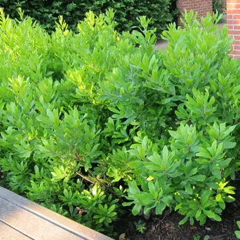 Fast Growing Trees Don's Dwarf Wax Myrtle See All Shrubs & Hedges 3 Fast Growing Trees Don's Dwarf Wax Myrtle See All Shrubs & Hedges