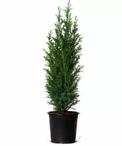 Fast Growing Trees Dwarf Italian Cypress See All Evergreen & Privacy Trees 9 Fast Growing Trees Dwarf Italian Cypress See All Evergreen & Privacy Trees