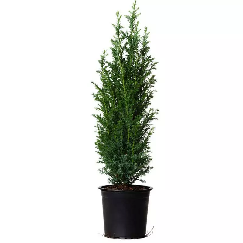 Fast Growing Trees Dwarf Italian Cypress See All Evergreen & Privacy Trees 6 Fast Growing Trees Dwarf Italian Cypress See All Evergreen & Privacy Trees