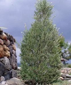 Fast Growing Trees Olive Trees 'Little Ollie' Dwarf Olive Tree