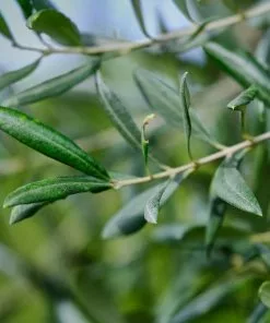 Fast Growing Trees Olive Trees 'Little Ollie' Dwarf Olive Tree 7 Fast Growing Trees Olive Trees 'Little Ollie' Dwarf Olive Tree