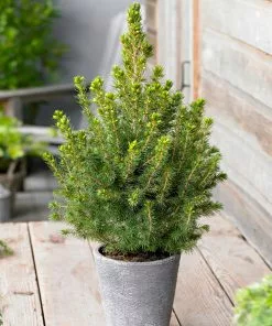 Fast Growing Trees Dwarf Alberta Spruce 10 Fast Growing Trees Dwarf Alberta Spruce