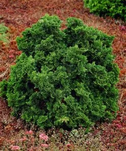 Fast Growing Trees Dwarf Hinoki Cypress Shrub Cypress Trees