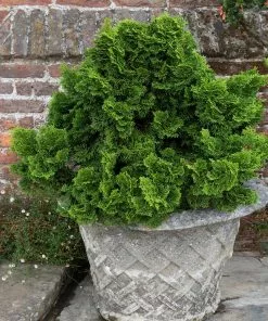 Fast Growing Trees Dwarf Hinoki Cypress Shrub Cypress Trees