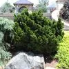 Fast Growing Trees Dwarf Hinoki Cypress Shrub Cypress Trees 1 Fast Growing Trees Dwarf Hinoki Cypress Shrub Cypress Trees