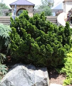 Fast Growing Trees Dwarf Hinoki Cypress Shrub Cypress Trees