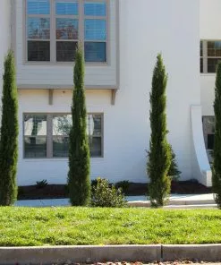 Fast Growing Trees Dwarf Italian Cypress See All Evergreen & Privacy Trees 8 Fast Growing Trees Dwarf Italian Cypress See All Evergreen & Privacy Trees