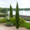 Fast Growing Trees Dwarf Italian Cypress See All Evergreen & Privacy Trees 1 Fast Growing Trees Dwarf Italian Cypress See All Evergreen & Privacy Trees