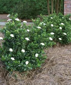 Fast Growing Trees Dwarf Radicans Gardenia