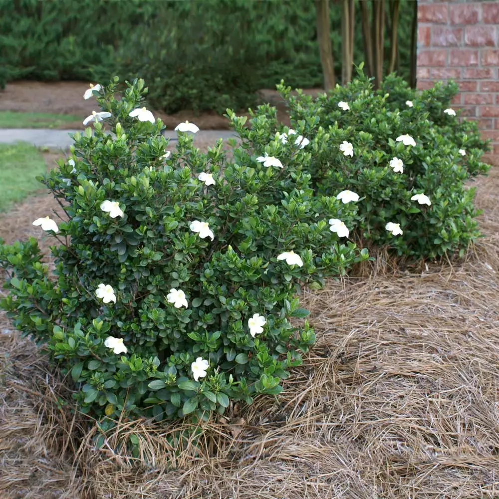 Fast Growing Trees Dwarf Radicans Gardenia 4 Fast Growing Trees Dwarf Radicans Gardenia