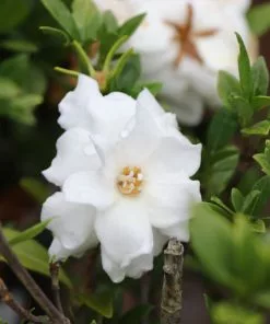 Fast Growing Trees Dwarf Radicans Gardenia 8 Fast Growing Trees Dwarf Radicans Gardenia