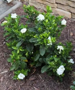 Fast Growing Trees Dwarf Radicans Gardenia 9 Fast Growing Trees Dwarf Radicans Gardenia