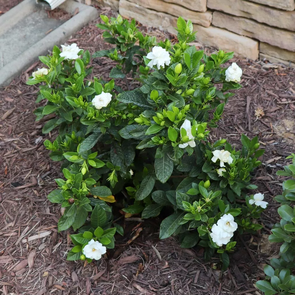 Fast Growing Trees Dwarf Radicans Gardenia 6 Fast Growing Trees Dwarf Radicans Gardenia