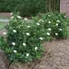 Fast Growing Trees Dwarf Radicans Gardenia 2 Fast Growing Trees Dwarf Radicans Gardenia