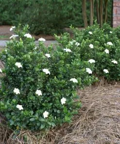 Fast Growing Trees Dwarf Radicans Gardenia
