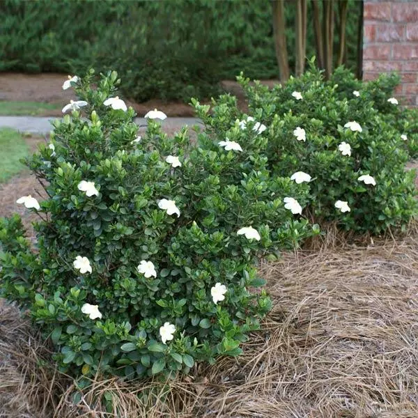 Fast Growing Trees Dwarf Radicans Gardenia 3 Fast Growing Trees Dwarf Radicans Gardenia